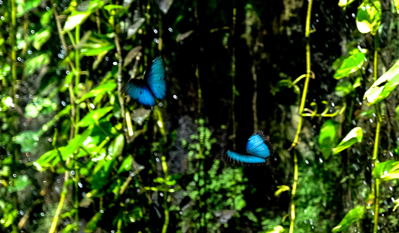 Avrupa’nın en büyüğü Konya’da! 10 bin farklı tür, 600 bin ziyaretçi 1